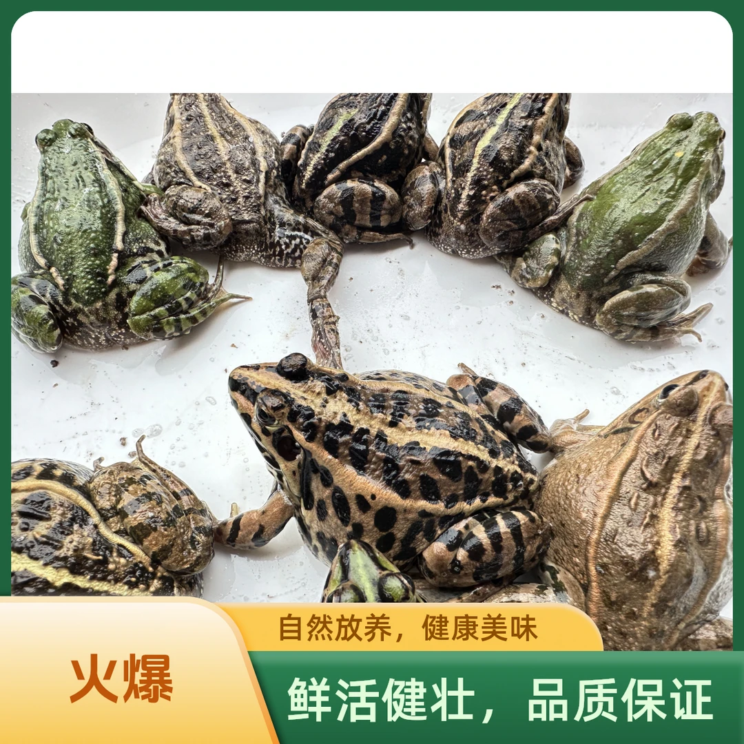 顺丰生鲜发货鲜活稻田养殖青蛙田鸡非牛蛙