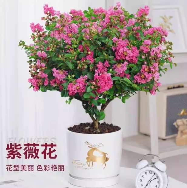 矮生微型紫薇贵妃球姬紫薇盆栽地栽花园阳台夏季开花植物耐寒耐晒