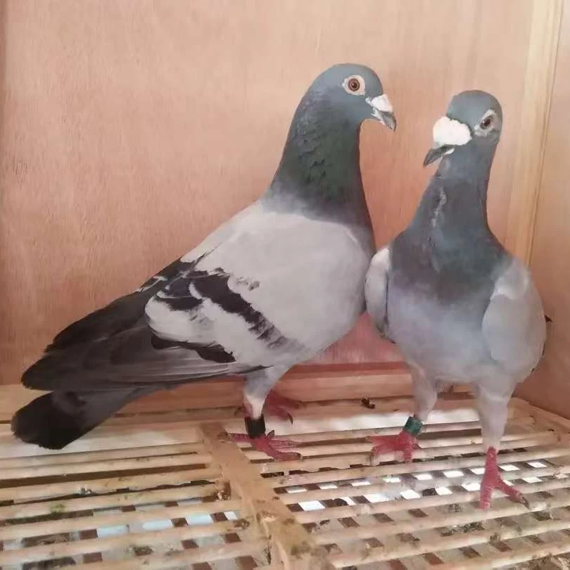 赛鸽种鸽   散养老鸽子 瓦灰雨点异色鸽 煲汤炖汤