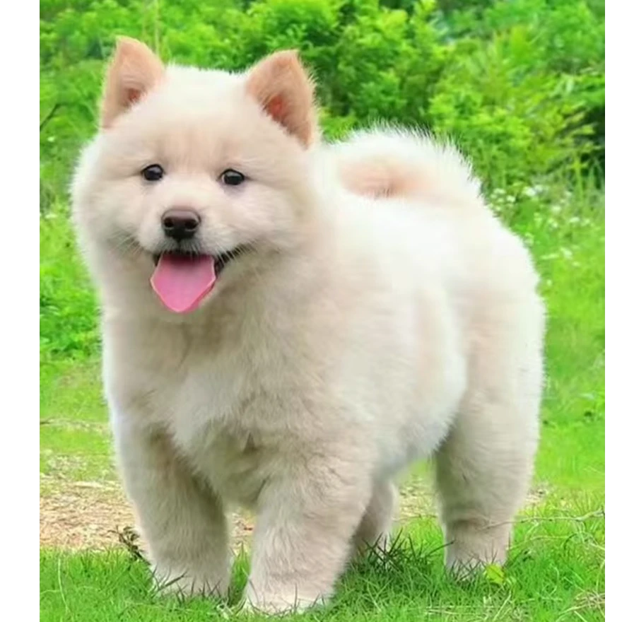 (田园犬家园）狗狗活体链接
