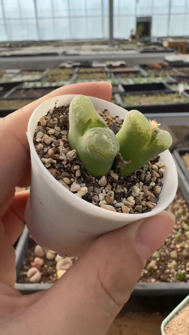 【闪购商品】7-330