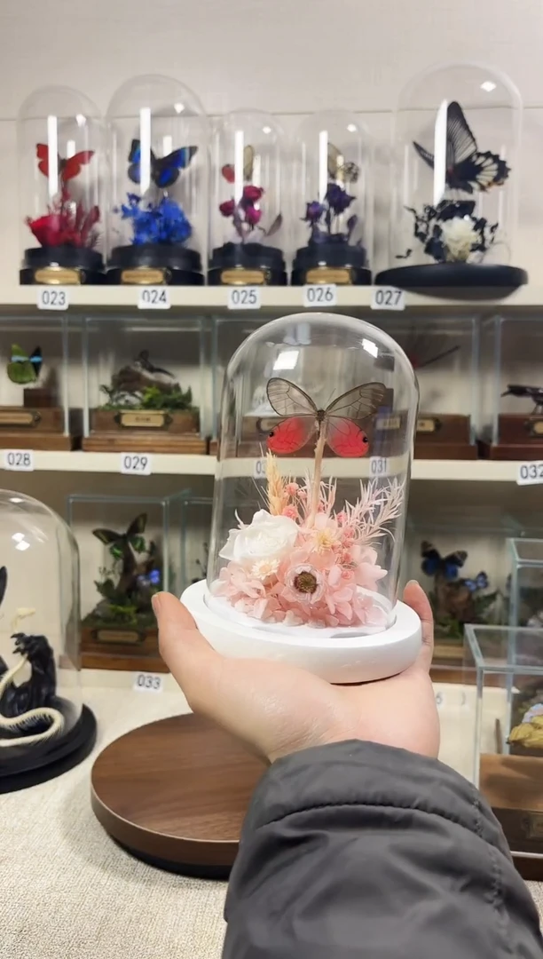 大自然的真实蝴蝶标本