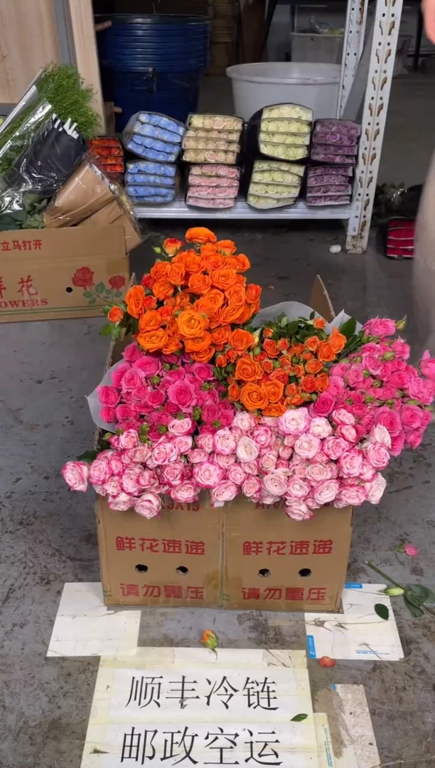 折射10枝+苏菲10枝+橙色芭比10枝