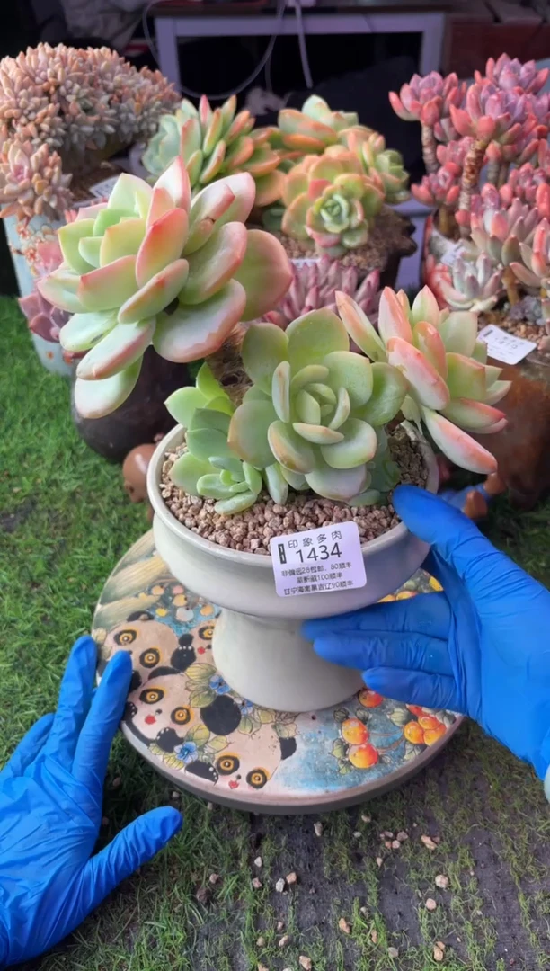 昆明印象多肉1434