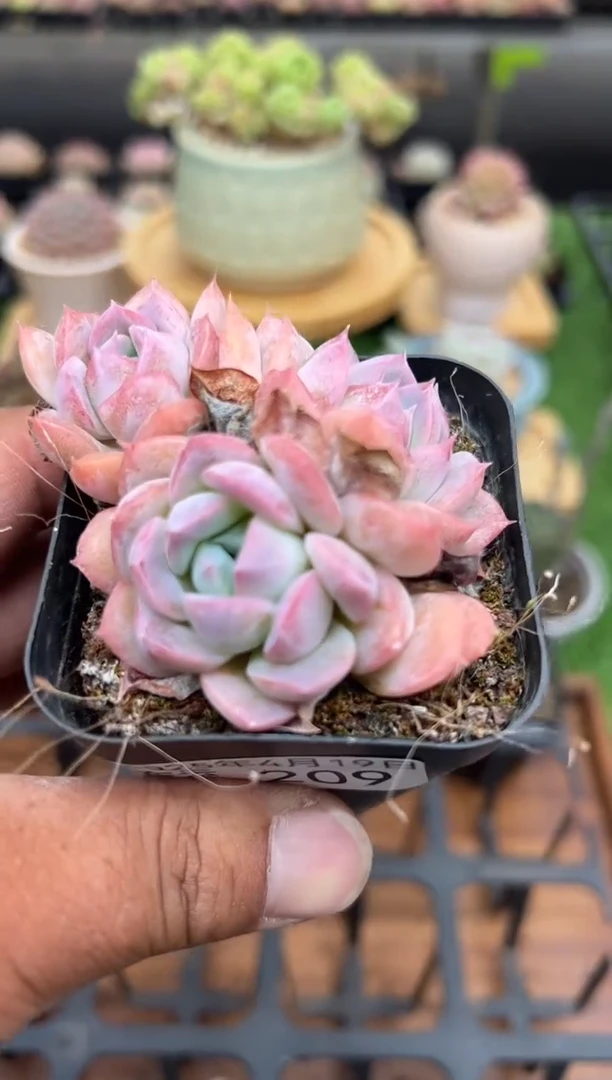 东云多肉园二店-209