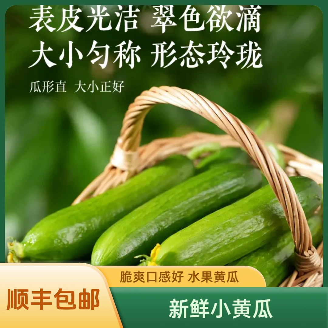新鲜采摘水果黄瓜清脆爽口农家小黄瓜