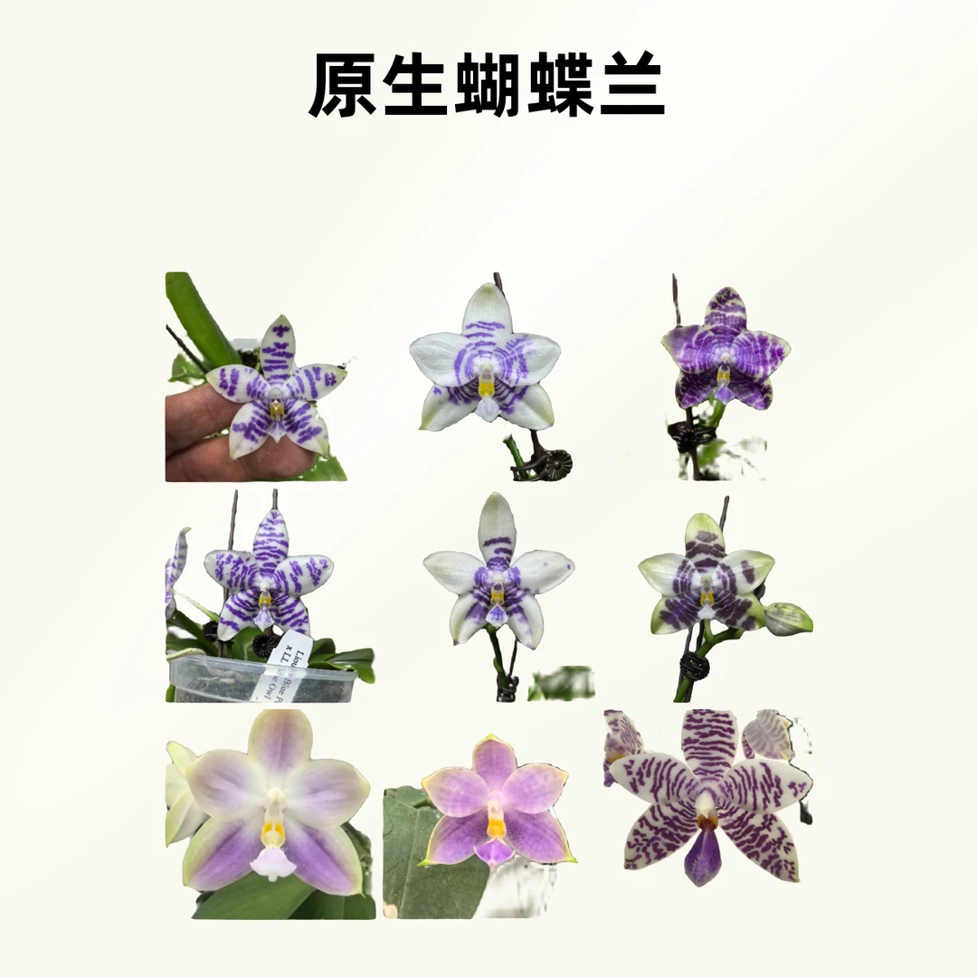 （一物一拍）原生种趣味碟珍奇类蝴蝶兰【基地直发】有香 好养易活
