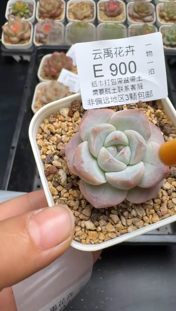 900E云禹多肉植物 带盆土纸巾打包 当天拍3颗包邮