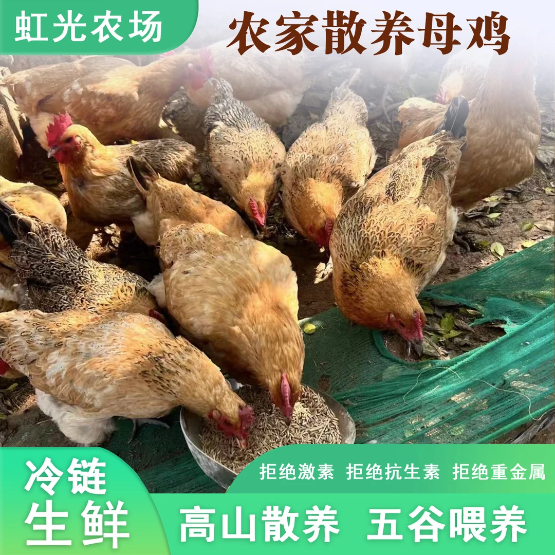 皖南农家散养黄油老母鸡纯粮喂养现杀到手两只 京东冷链包邮