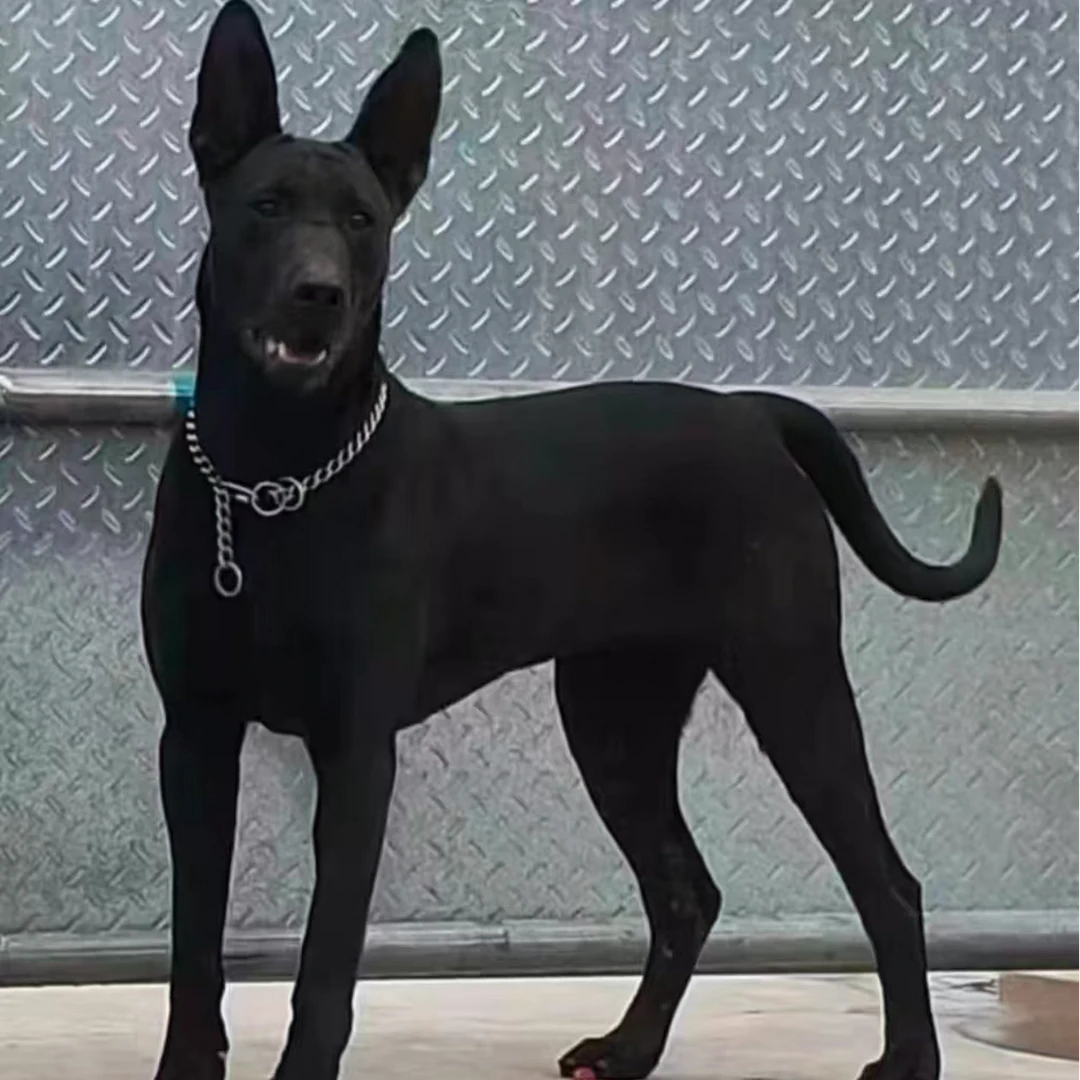黑狼犬幼犬纯种活体看家护院狼犬