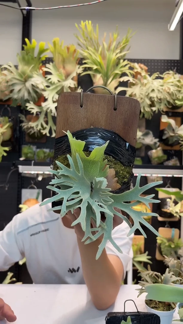 无花朵鱼骨分叉的侏儒黄月特选