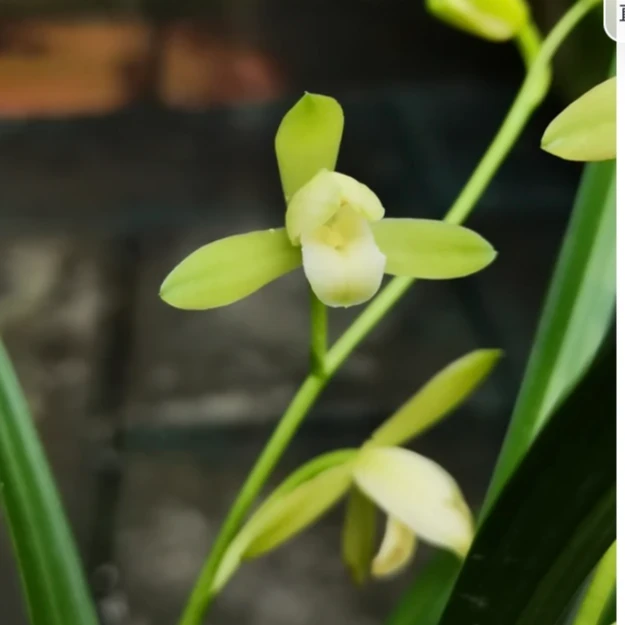 【翠衣仙子】建兰四季兰八大素花之一 ， 6-11月份花期易养活兰花