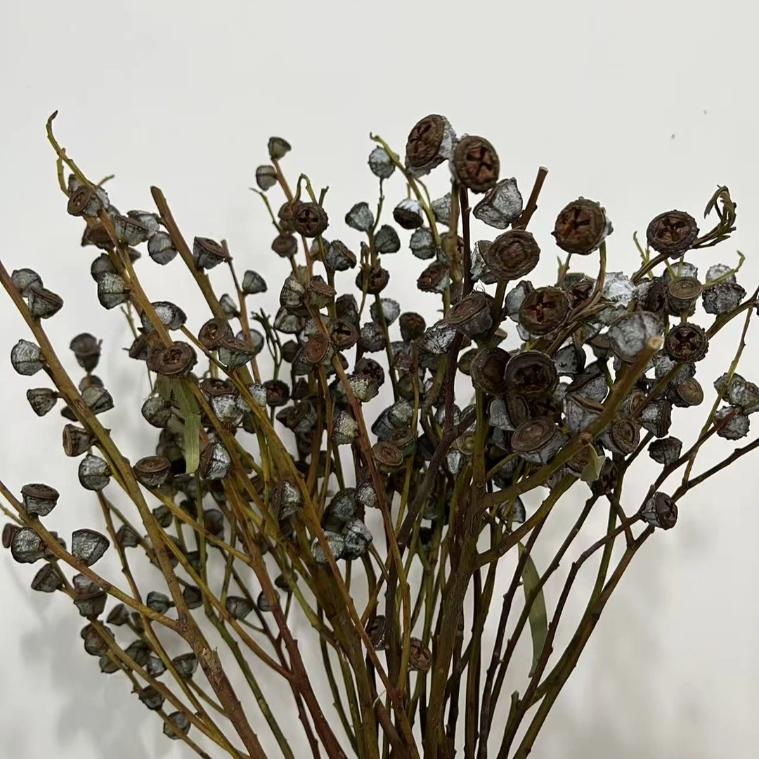 云南尤加利果天然真花可做干花 插花家居装饰搭配（3扎老果不带瓶）