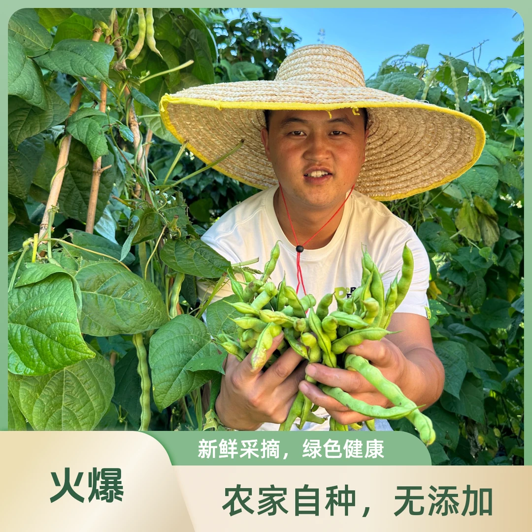 云南农家露天种植四季豆自然生长自然成熟老品种新鲜蔬菜现摘现发