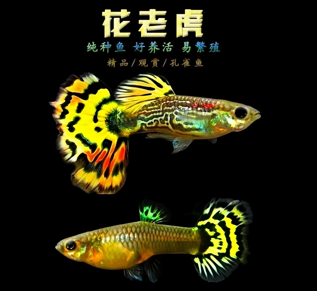 [小型热带观赏鱼]花老虎孔雀鱼 水中小老虎 好养 耐活 繁殖能力强