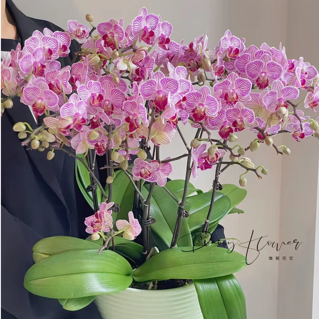 【2个花剑】树桩蝴蝶兰 一颗成景  奥利奥  带花带花苞发货