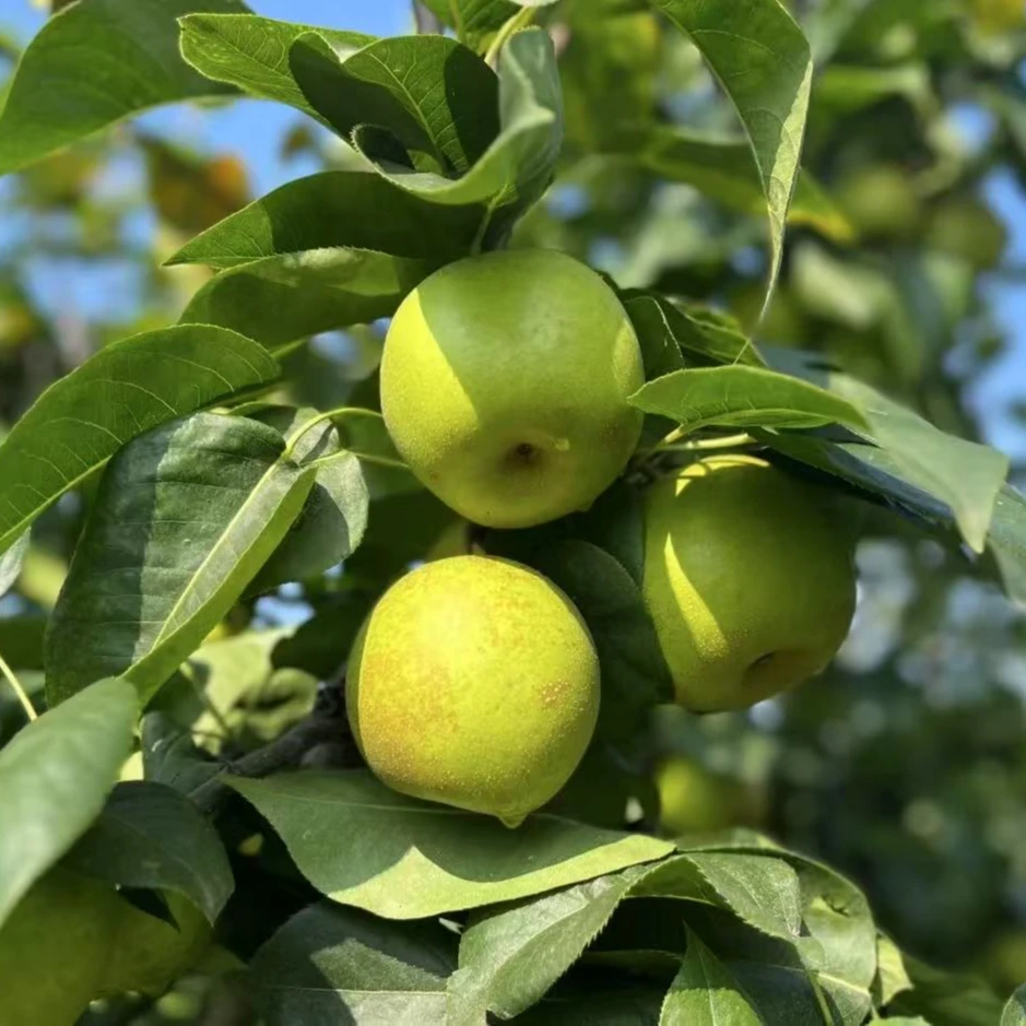 原产品苏州西山直采中果[翠冠梨]当季新鲜水果脆甜多汁皮薄肉嫩