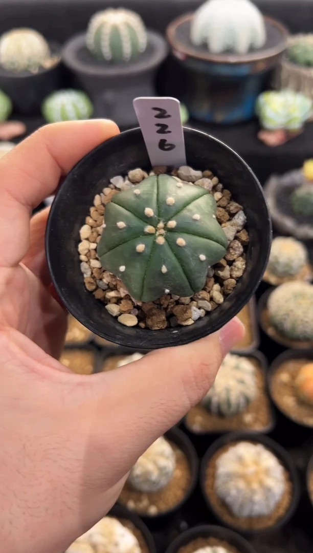 指纹海星实生根星兜编码226