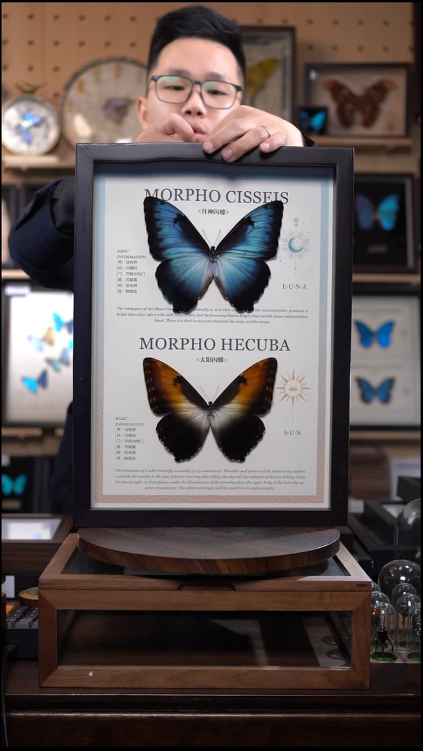 日月同辉双亚种A3香樟木低反框