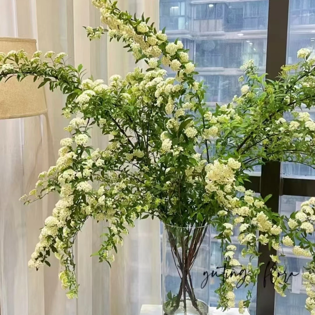 【AAA级】【鲜枝带绿芽苞发货】云南小手球花苞耐寒家居办公瓶插花
