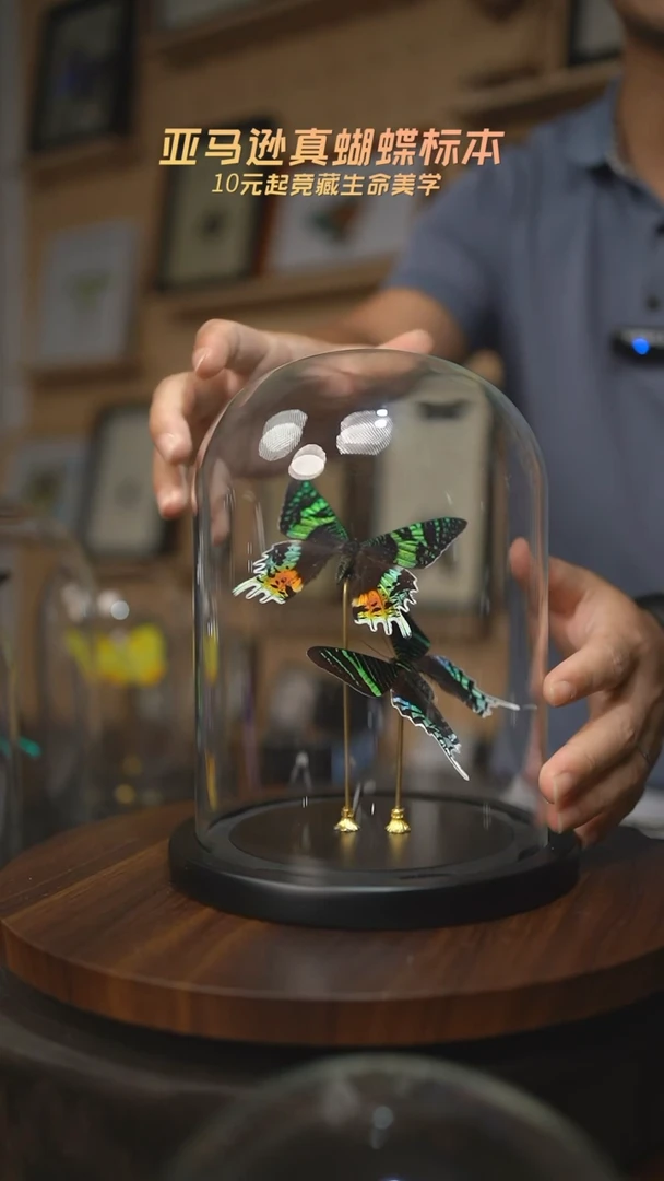 太阳蛾+月亮蛾大号玻璃罩