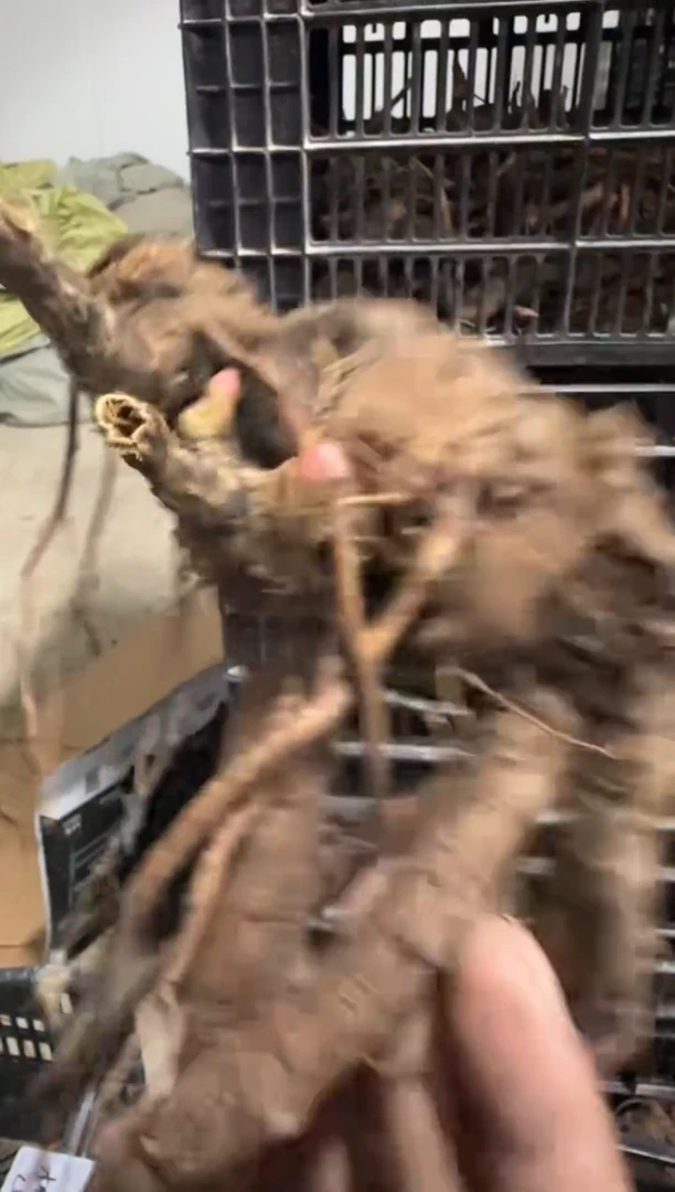 钱*198  桃山 钱塘