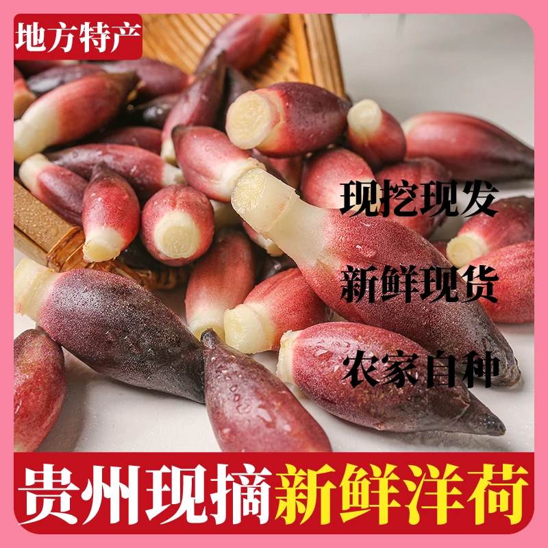 现摘新鲜洋荷姜当季蔬菜鲜嫩脆爽可凉拌