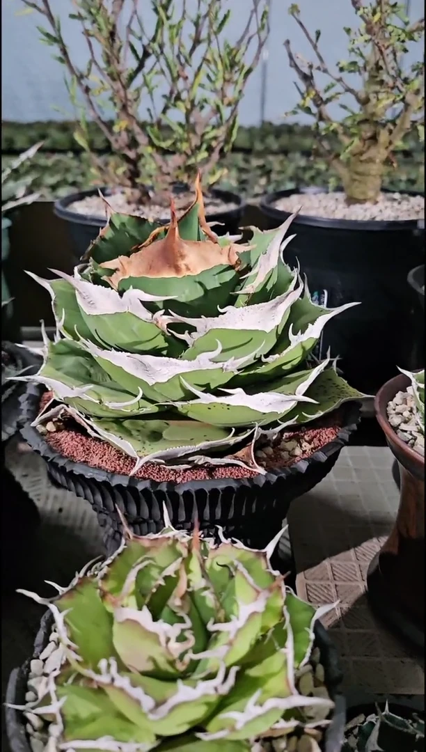 【双十二折后价】黑豹 亚成 (一物一拍 基因保证 非组培)