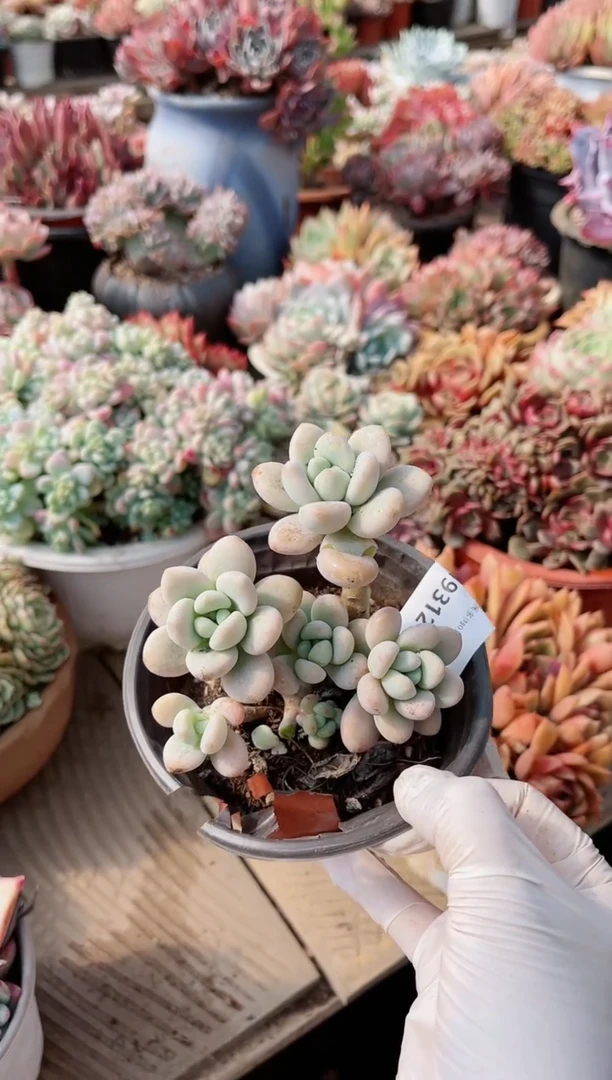 【闪购商品】19312多肉