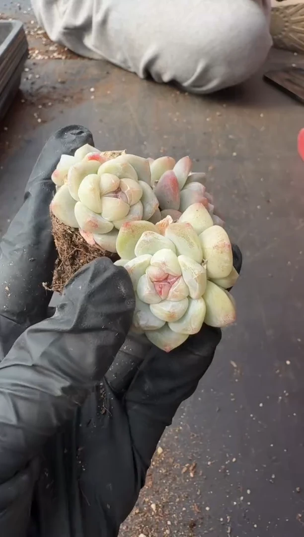 【闪购商品】94号到手5棵-江北一物一拍