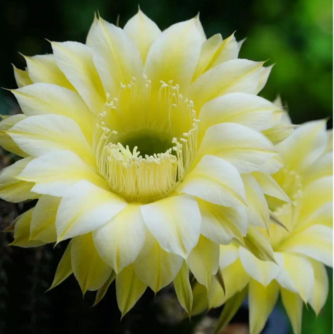 大号黄白丽花仙人球多肉植物