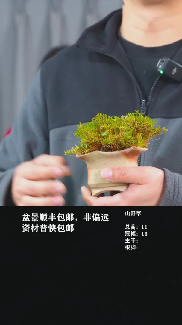 【闪购商品】-山野草-Y41