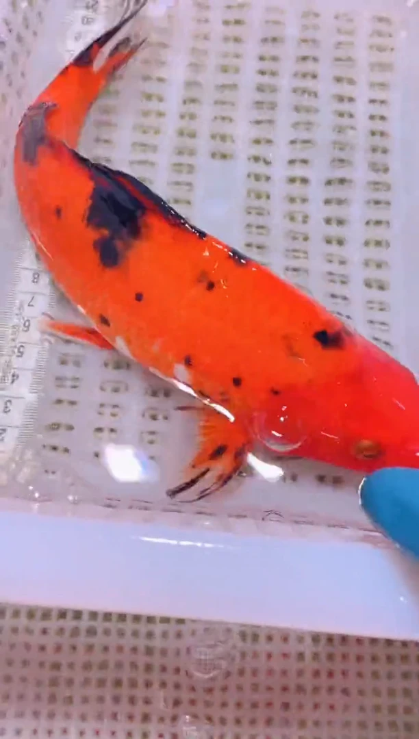 锦鲤冷水观赏鱼全场包邮179