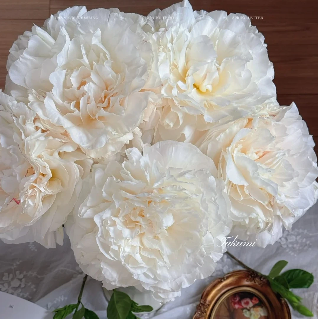 【母亲节】进口芍药观赏