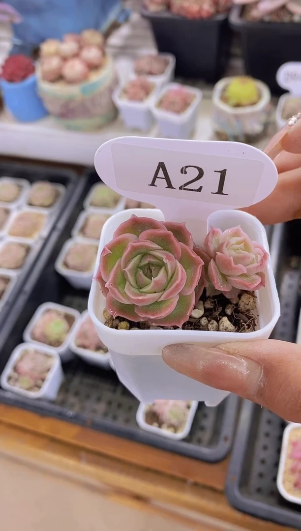 【闪购商品】A21-虾饺双头带盆土