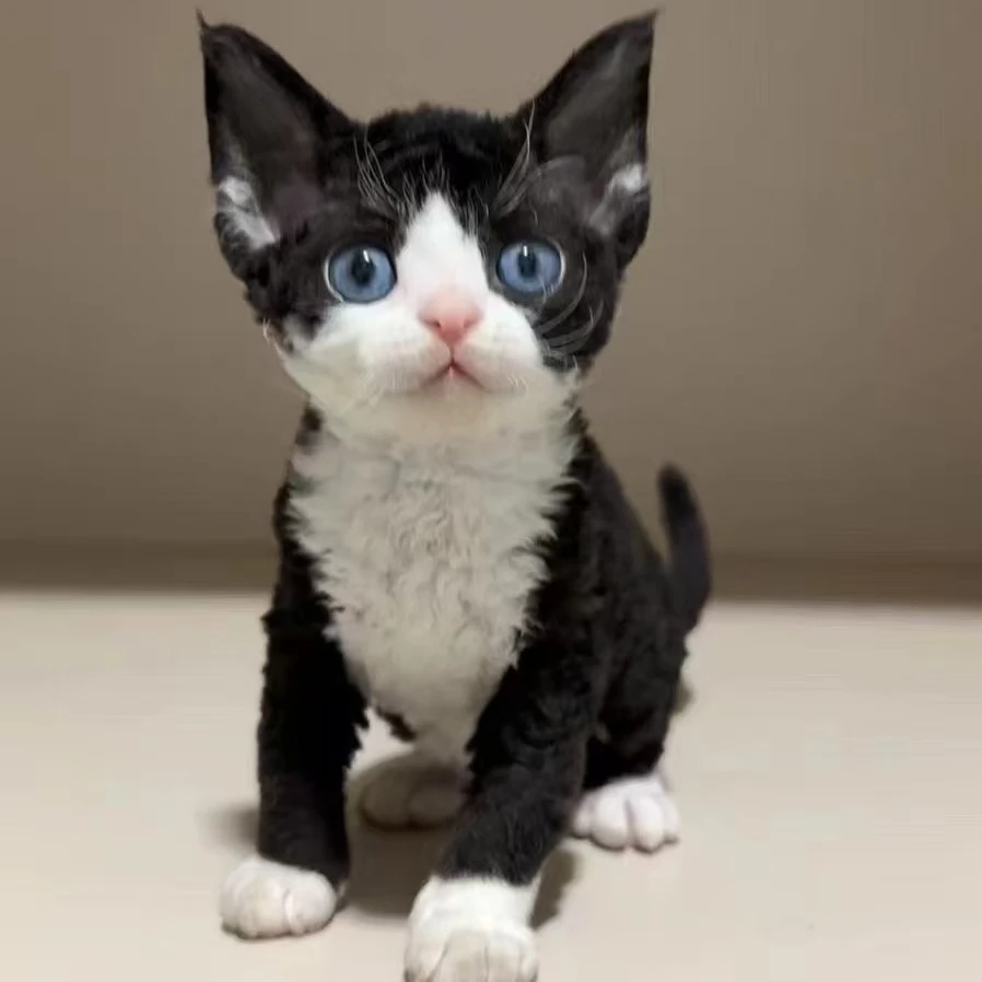 德文猫（拍前先咨询客服）