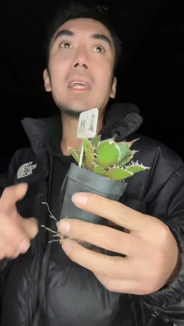 【闪购商品】蓝鲸11111111