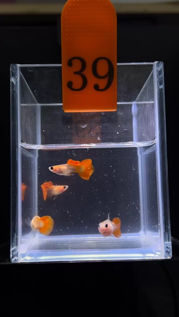 孔雀鱼 红礼服玻璃猫普通体39