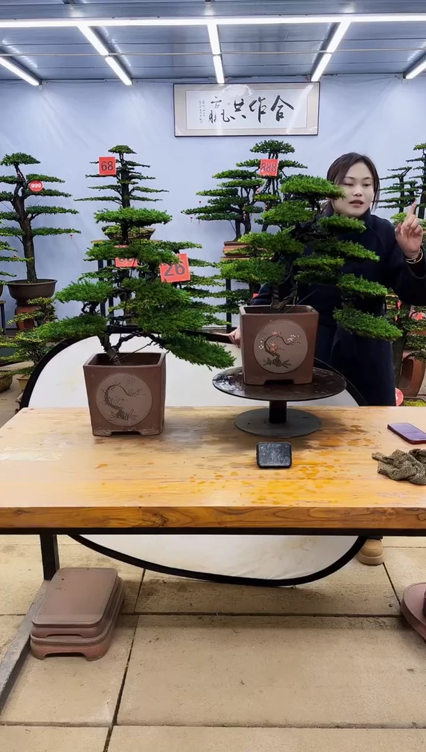 【闪购商品】高端盆景一物一拍，所见即所得