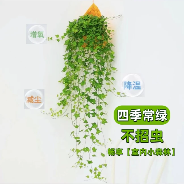 【自产自销】枫叶常春藤吊兰室内阳台好养懒人好养壁挂挂墙绿植盆栽