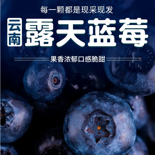 【澄江抚仙湖蓝莓】云南澄江花香蓝莓纯甜口感 现采现发 原产地直发