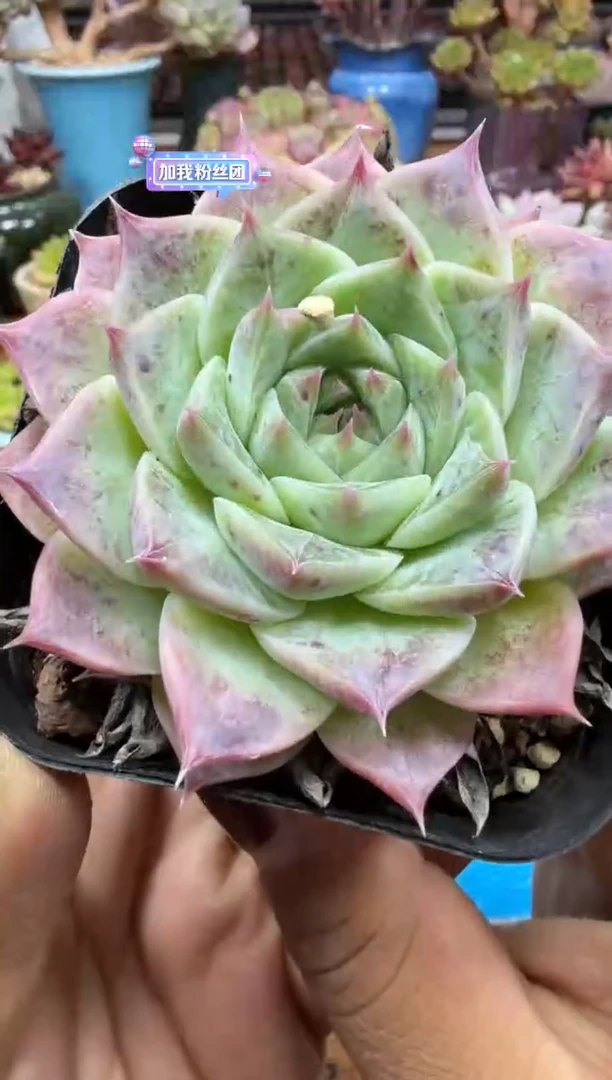 东云多肉园二店-92