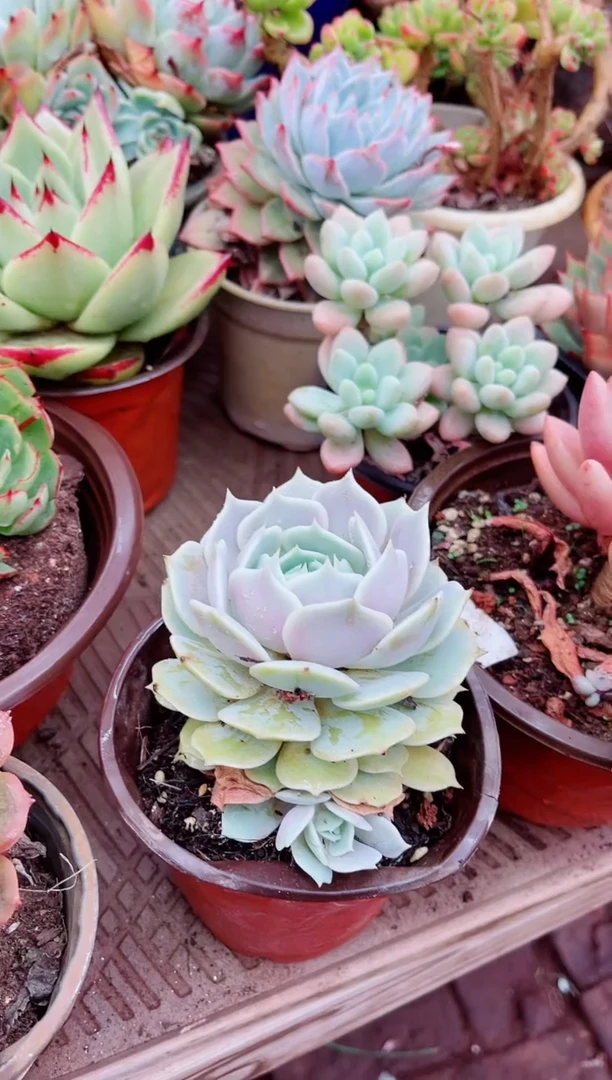 26069多肉植物一物一拍