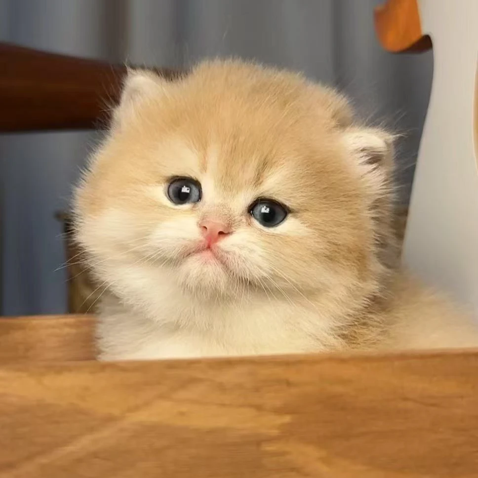 【米兜家的猫】渐层幼猫宝宝