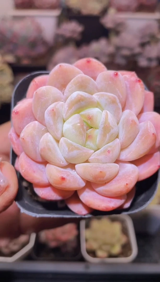 【闪购商品】461糖衣炮弹