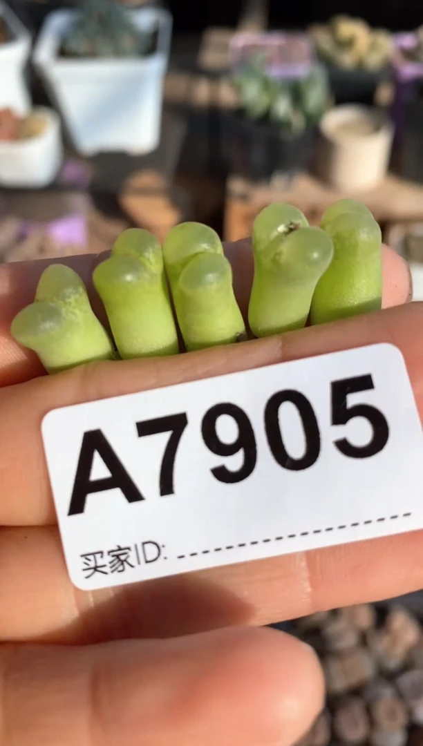 【闪购商品】7905直播一物一拍