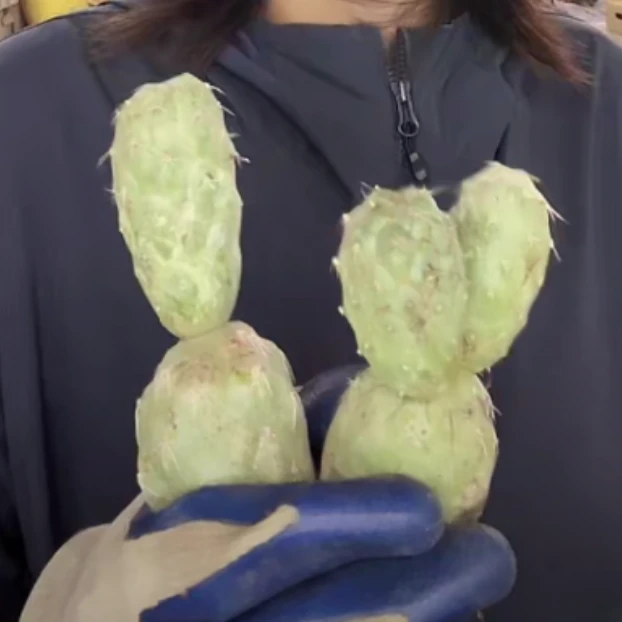 二妹园艺【 2颗  瑕疵两头起习志野  有干疤 】脱土随机发货