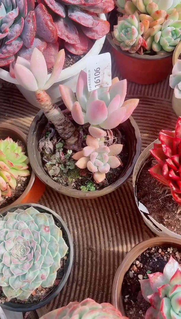 ?***'跃跃精品多肉16106