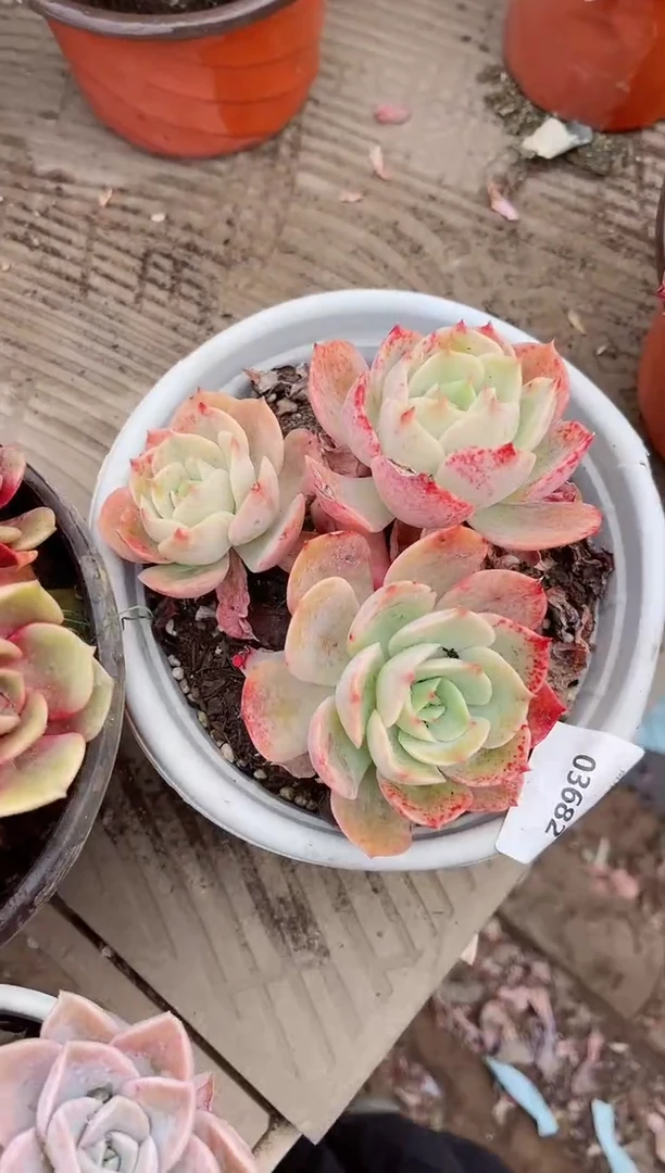 【闪购商品】03682