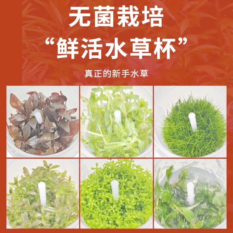 迷你血心兰中景无菌水草鱼缸淡水水草造景阳性真草生态水草无菌杯